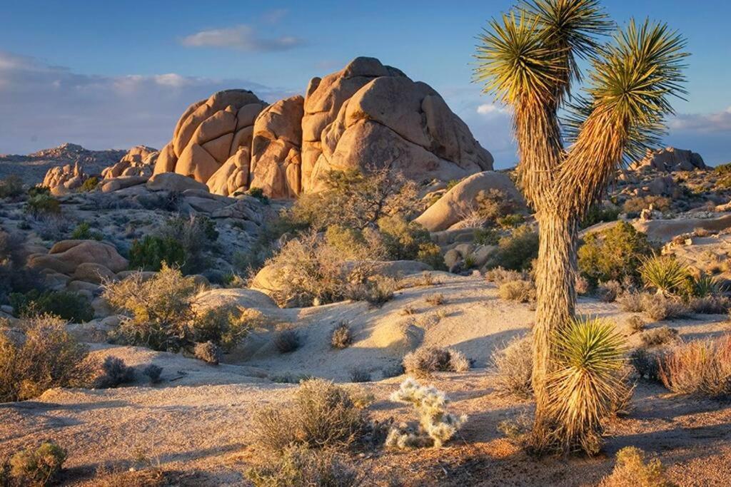 Butterfly House: A Tranquil Haven In Joshua Tree Villa Exterior photo